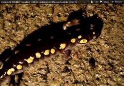 Roads & Wildlife: Creating Critical Linkages in Massachusetts (Part 1)
