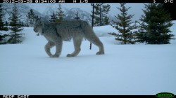 Wildlife Crossings Are Win Win. The question is When When?
