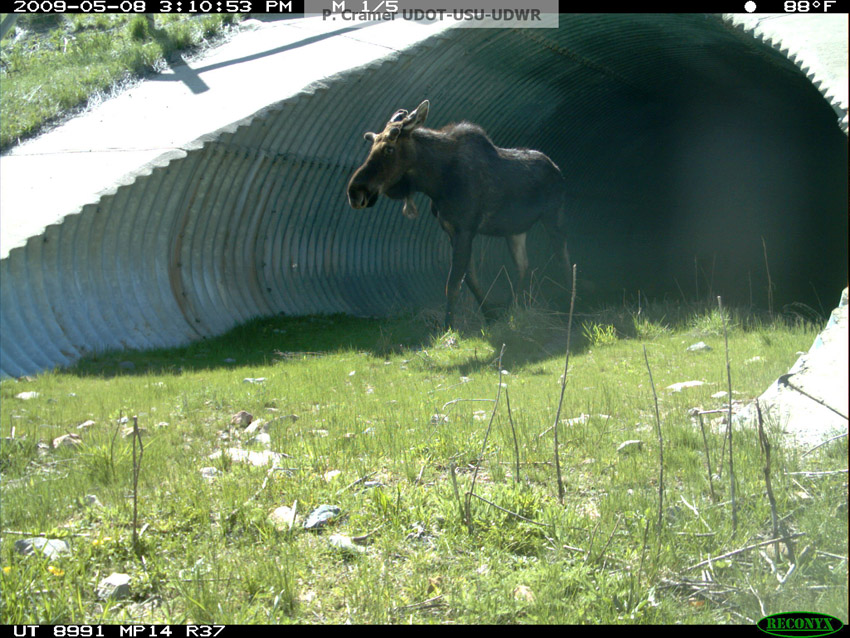 New Thinking | Wildlife Crossing Structures | ARC Solutions - Animal