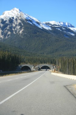 Banff Crossing Structures