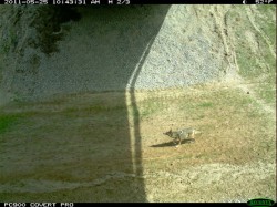 ID Highway 21 camera trap photos