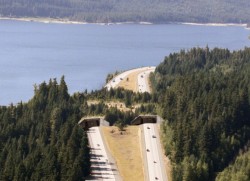 Unusual Bridges For Animals – Wildlife Overpasses