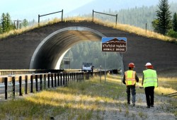 Researchers study Montana wildlife crossings for use on Chinese roads
