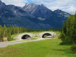 Wildlife Crossing Structures:  An Innovative Global Conservation Strategy
