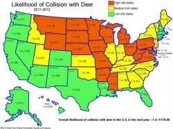 US awards $110 million to reduce wildlife car collisions