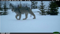 Trans‐Canada Highway Wildlife and Monitoring Research, Final Report. Part B: Research
