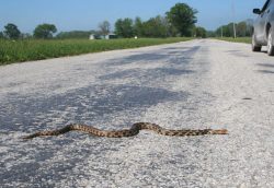 Best Management Practices for Mitigating the Effects of Roads on Amphibian and Reptile Species at Risk in Ontario