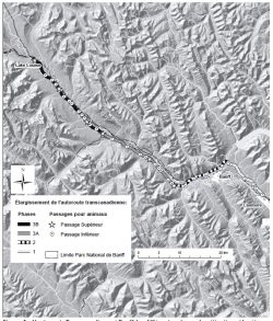 Leçons tirées de l’étude des passages fauniques enjambant une autoroute dans le parc national de Banff